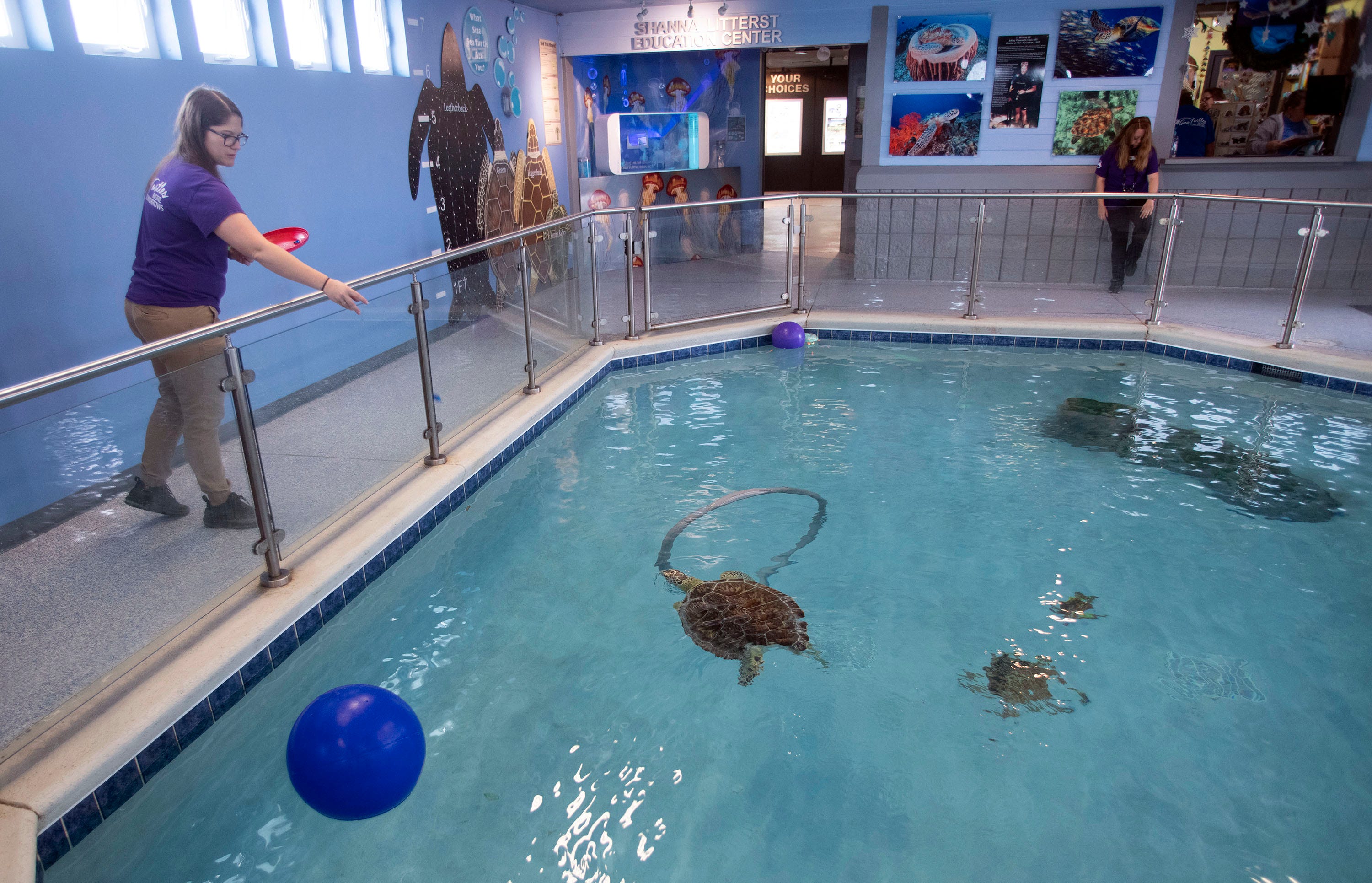 47 Sea Turtles Were Rescued From Navarre Beach Fishing Pier In 2022   0bee7b60 17e3 4572 8b8a 7e6f18708d51 Navarre Beach Sea Turtle Conservation Center 12.JPG