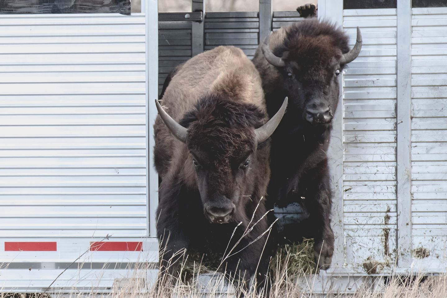 How Tribes In Wisconsin Are Reintroducing The Bison With An Eye Toward ...