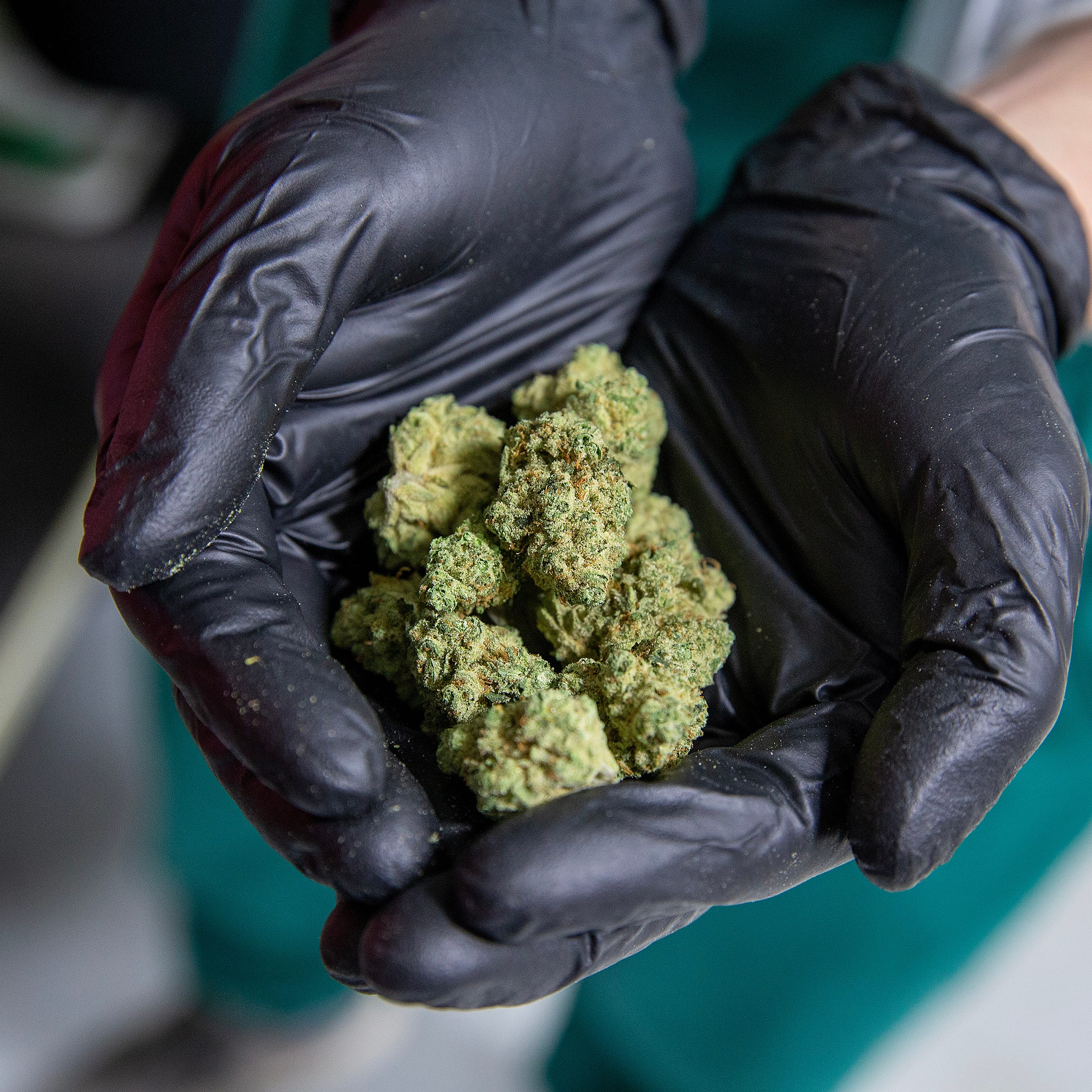 Oscar Cabeza, cultivation director, holds "strawberry guava" marijuana flower as he leads a tour of the cannabis cultivation center operated by Verano Holdings, which owns the Zen Leaf dispensaries in Elizabeth, Lawrence and Neptune, in Readington, NJ Thursday, January 5, 2023.