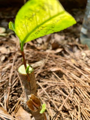 Photo of a camellia cutting grafted into root stock. Note the writing on the leaf identifies the variety of the camellia cutting.