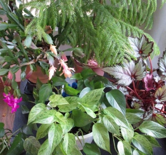 Healthy houseplants add a welcome pop of color during grey Januarys.