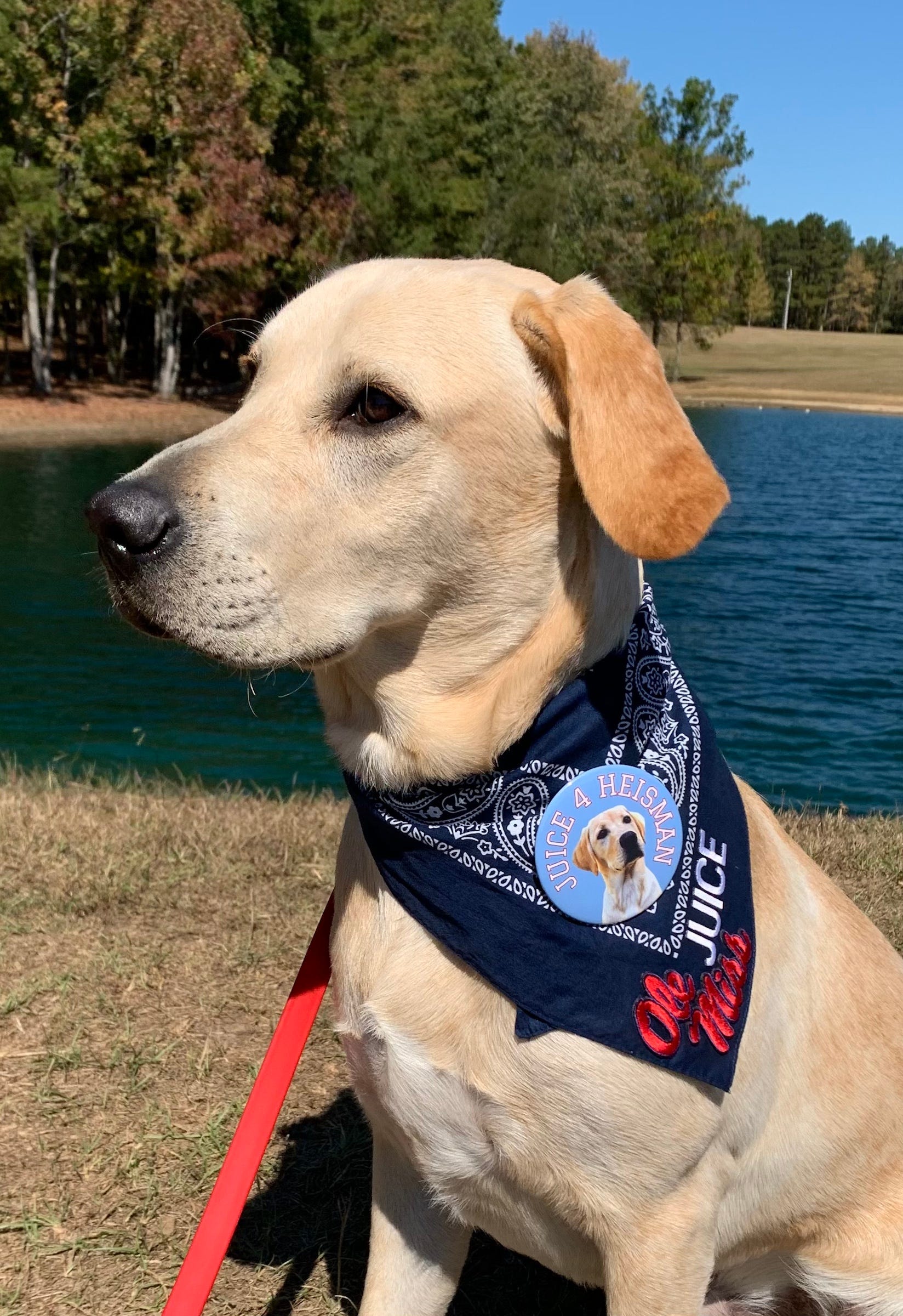 Juice Kiffin: Ole Miss Football Unofficial Mascot, Lane Kiffin's Dog