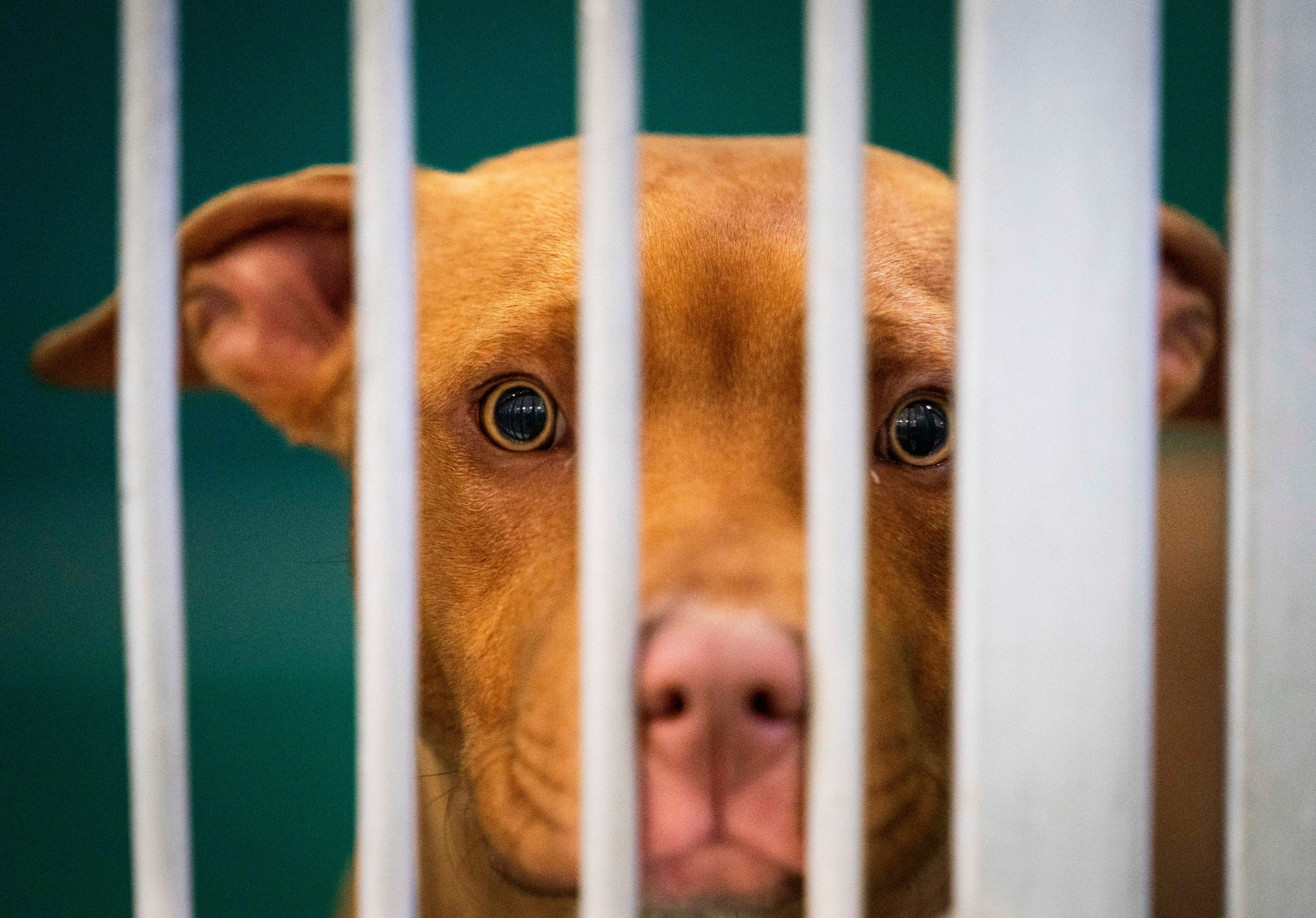 how many dogs get euthanized a day