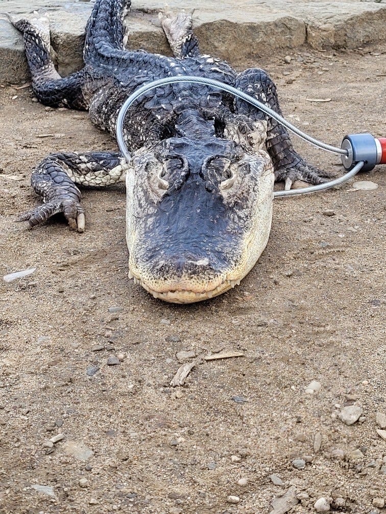 Alligator found in Prospect Park, Brooklyn: New York City officials