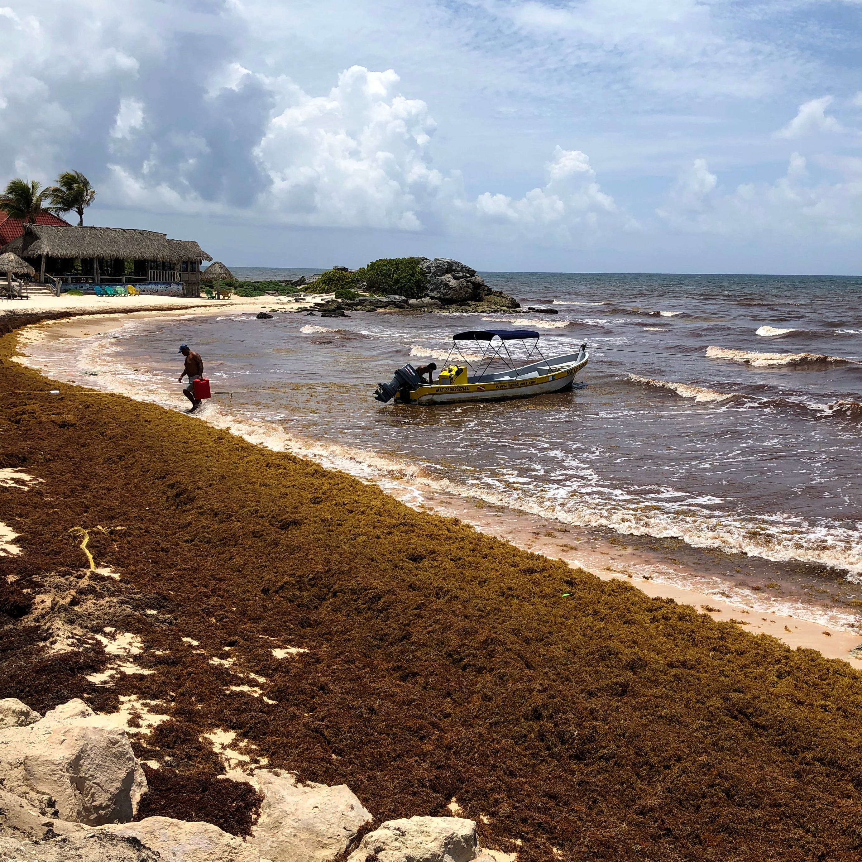 TULUM, MEXICO - JUNE 15: Sargassum, a seaweed-like algae, covers a beach on June 15, 2019 in Tulum, Mexico. Mexico's Riviera Maya Caribbean tourist towns of Cancun, Playa del Carmen and Tulum are being inundated with tons of foul-smelling seaweed-like algae called  sargassum that has turned the pristine blue waters brown and littered the white sands beaches. The government of Mexico is concerned that if the problem persists tourism could suffer. Scientists from South Florida University's College of Marine Science   say that sargassum mats could be brought on by global climate change since increased nutrient flows and ocean water upwelling brings nutrients up from the bottom. (Photo by Justin Sullivan/Getty Images)