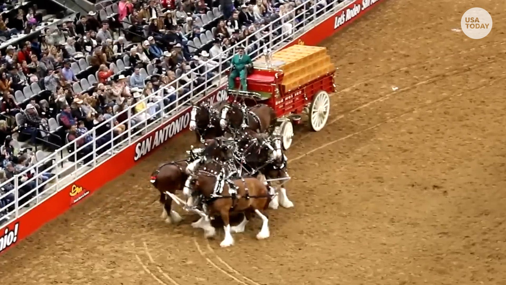 Video: Budweiser Clydesdales Get Tangled Up At San Antonio Rodeo