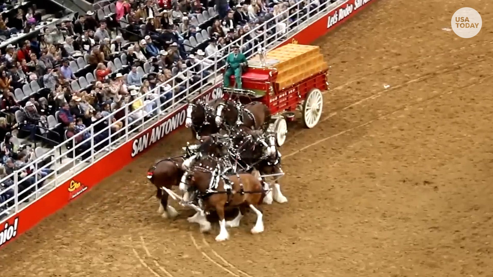 Video Budweiser Clydesdales get tangled up at San Antonio rodeo