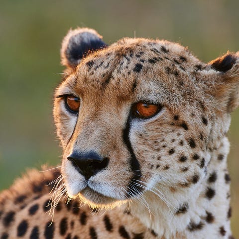 Portrait of a wild female cheetah.