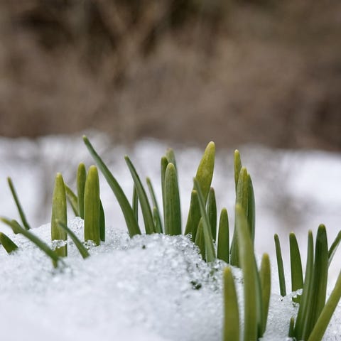 Daffodils peek through the snow in Vermont in earl