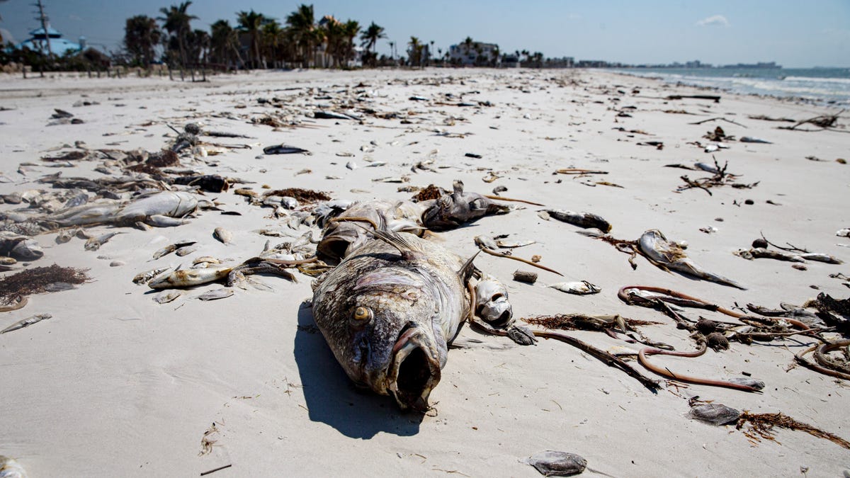 Red tide battering Fort Myers Beach