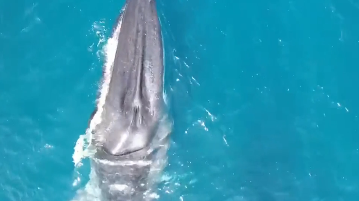 Whale with scoliosis spotted in Spain