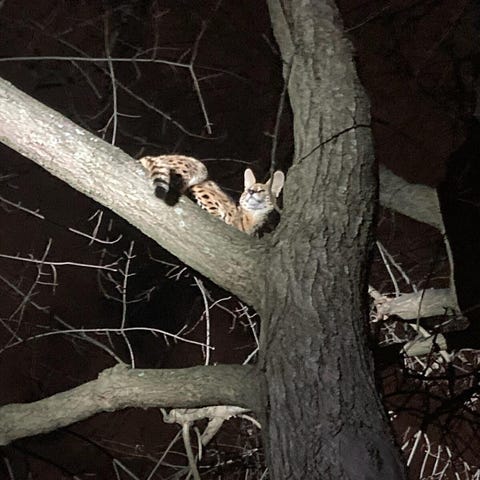 An exotic cat that climbed a tree after being disc