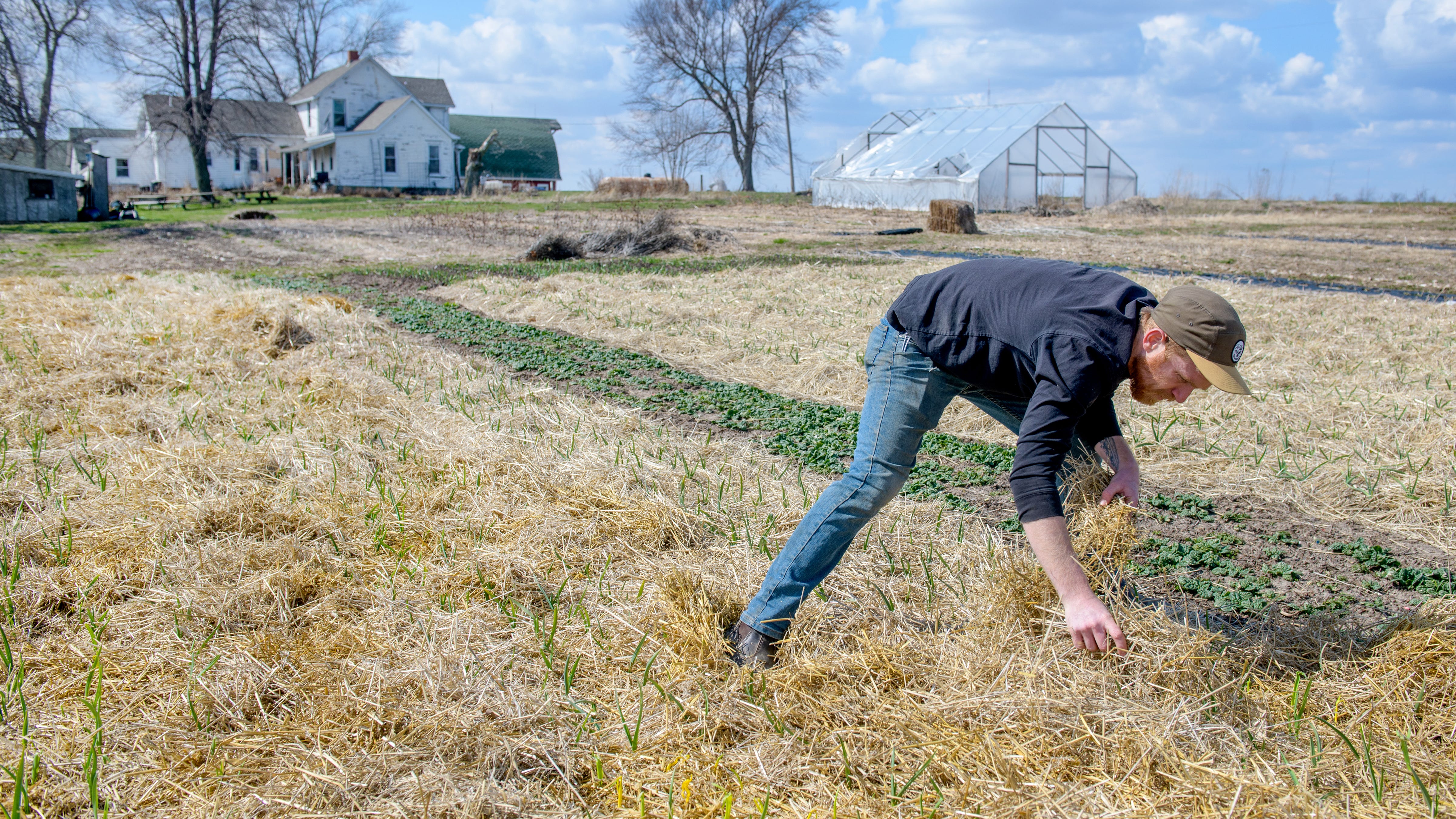 Evan Barry, owner of Down River Farm, pulls straw off of garlic plants that have been growing over the winter on the farm property he and Kira Santiago of Kira's Flowers lease in East Peoria. Barry says that a lack of water and continued growth of Down River Farm makes the business unsustainable in its current state, forcing him to take a hiatus for the 2023 season as he searches for a more suitable plot of land.