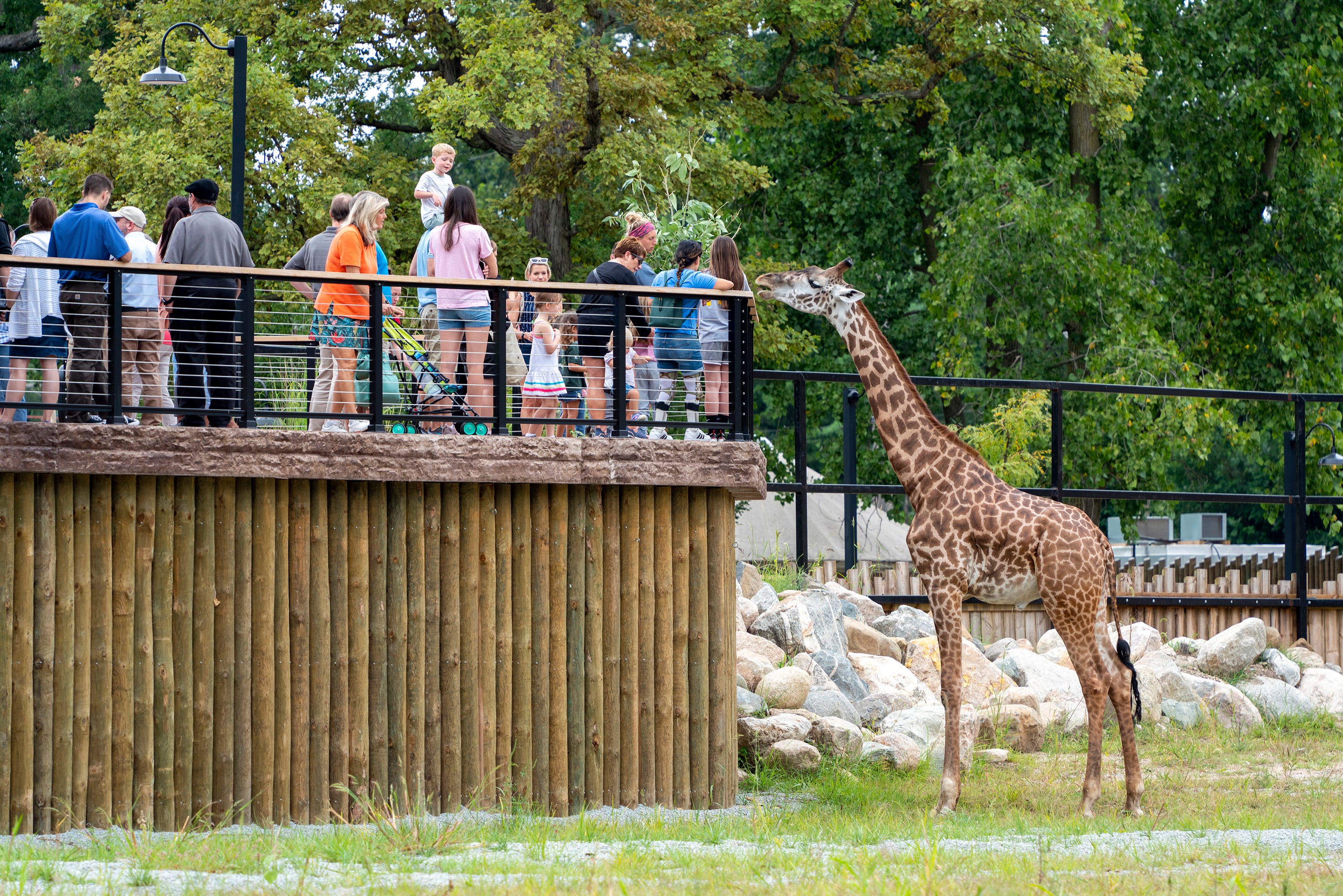 Potawatomi Zoo Opens For 2023, With Giraffes And, Soon, Lions