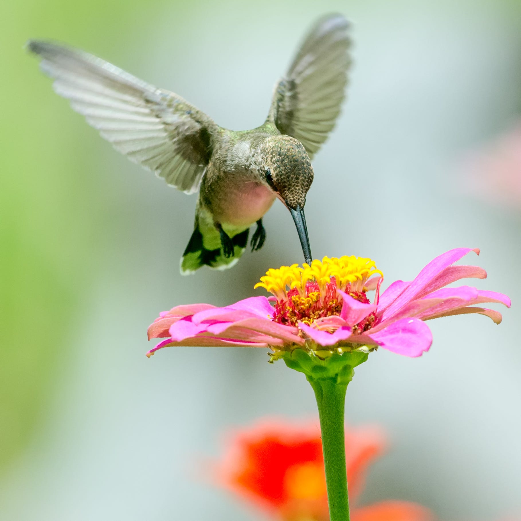 Hovering bird feeds on a pink zinnia flower.