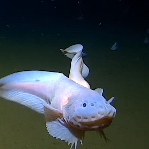 The expedition's chief scientist Alan Jamieson posted on Twitter Monday two snailfish were caught in traps set 8,022 metres underwater in the Japan Trench, south of Japan.