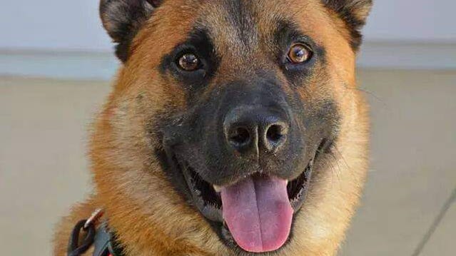 Sarge is a 14-year-old Belgian Malinois.