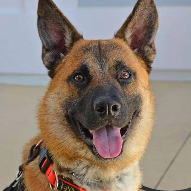 Sarge is a 14-year-old Belgian Malinois.