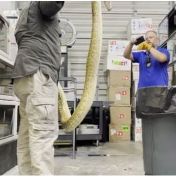 A Florida Fish and Wildlife Conservation Commission officer holds a Burmese python that was euthanized April 6, 2023 according to United States Association of Reptile Keepers, Florida