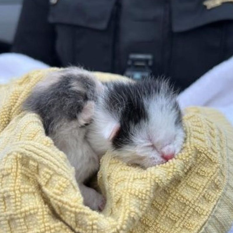 A woman who saw a driver throw something of of their vehicle's window discovered it was a pair of kittens on April 4, 2023, near Duluth, Georgia.