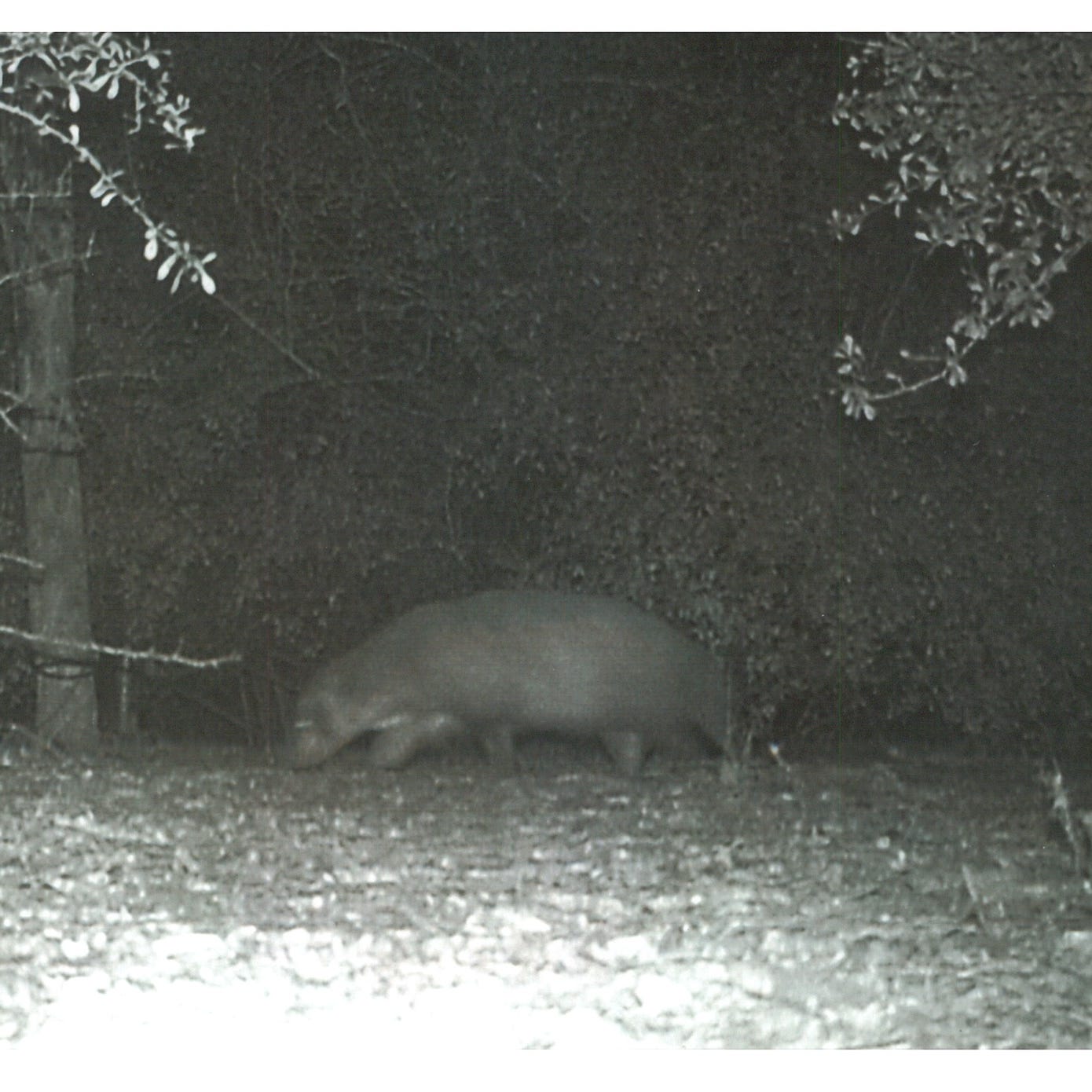 The "mystery animal" spotted in the Rio Grande Valley.