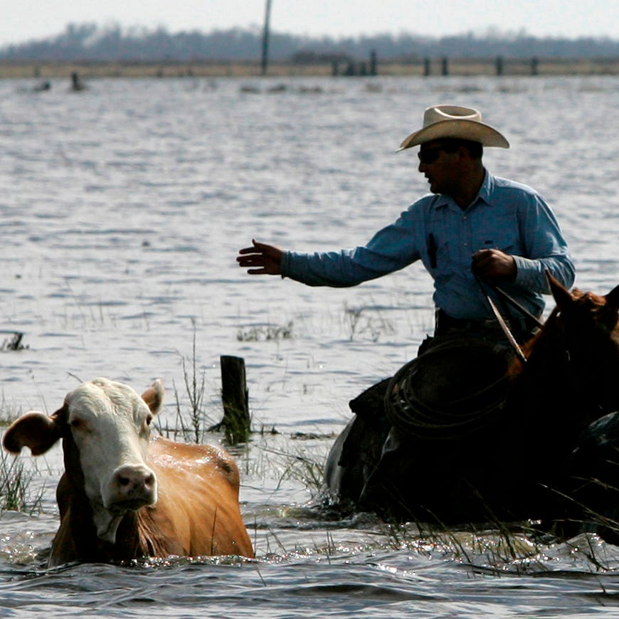 A cowboy attempts to round up cattle from receding flood waters Sept. 15, 2008, Near High Island, Texas. Several cattle were lost following the landfall of Hurricane Ike and those that survived were being rounded up.