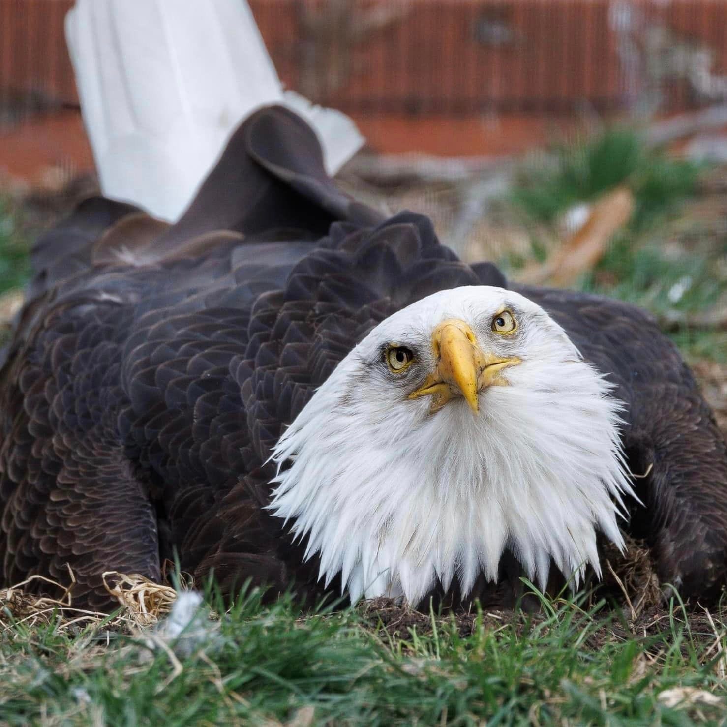 When a recently orphaned eagle needed a dad, Murphy stepped up to help at their home at World Bird Sanctuary in Valley Park in St. Louis County.  "Although it might make you feel sad that Murphy has built a nest and is nurturing a rock as an egg, it's just his hormonal response to spring," the sanctuary posted on Facebook. "Murphy is not sad, so you don't need to be."