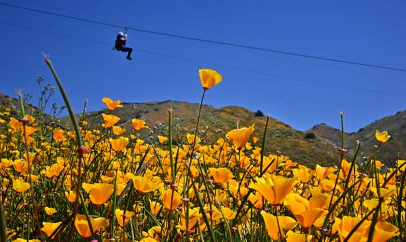 A woman holds on while ziplining over a super bloom of wildflowers at Skull Canyon Ziplines in Corona, California on April 11, 2023. People are flocking to state parks for a glimpse of a spectacular superbloom following a historically wet winter.