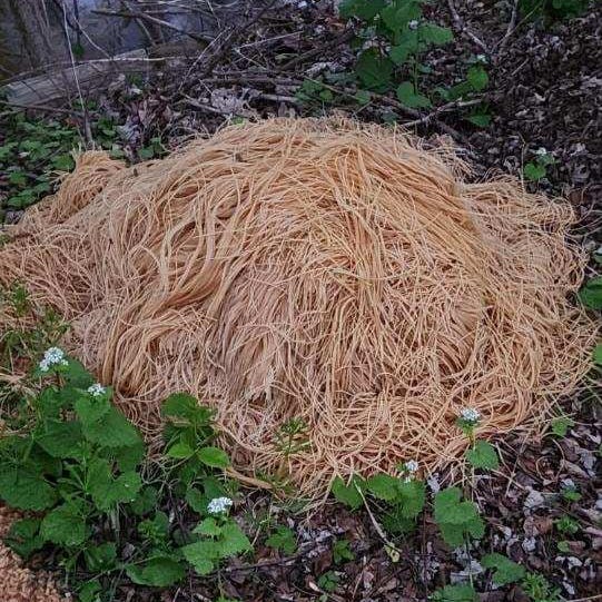 More than 500 pounds of pasta was dumped adjacent to the streams intersecting with Hilliard and Mimi roads in Old Bridge.