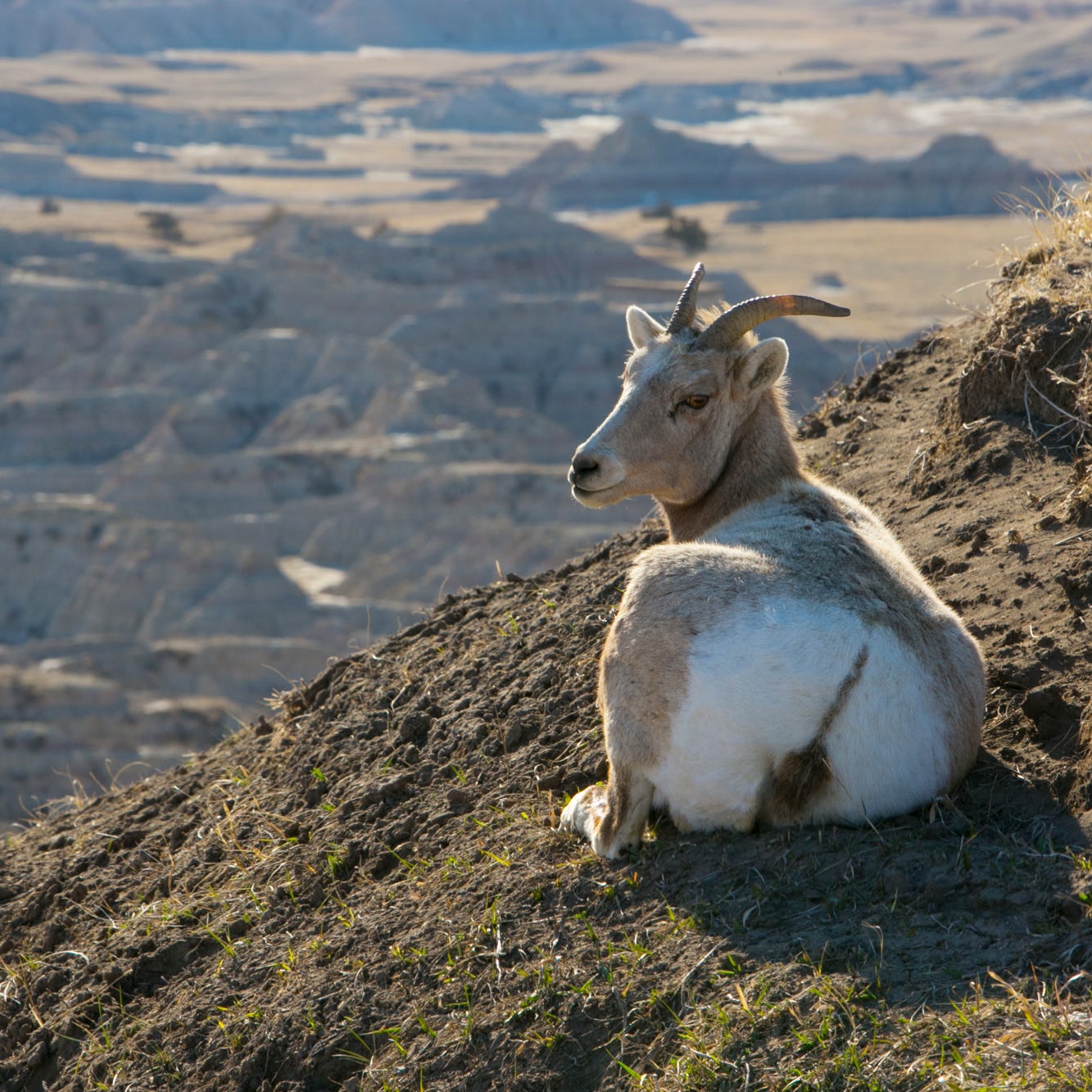 Bighorn sheep are native to Badlands National Park.