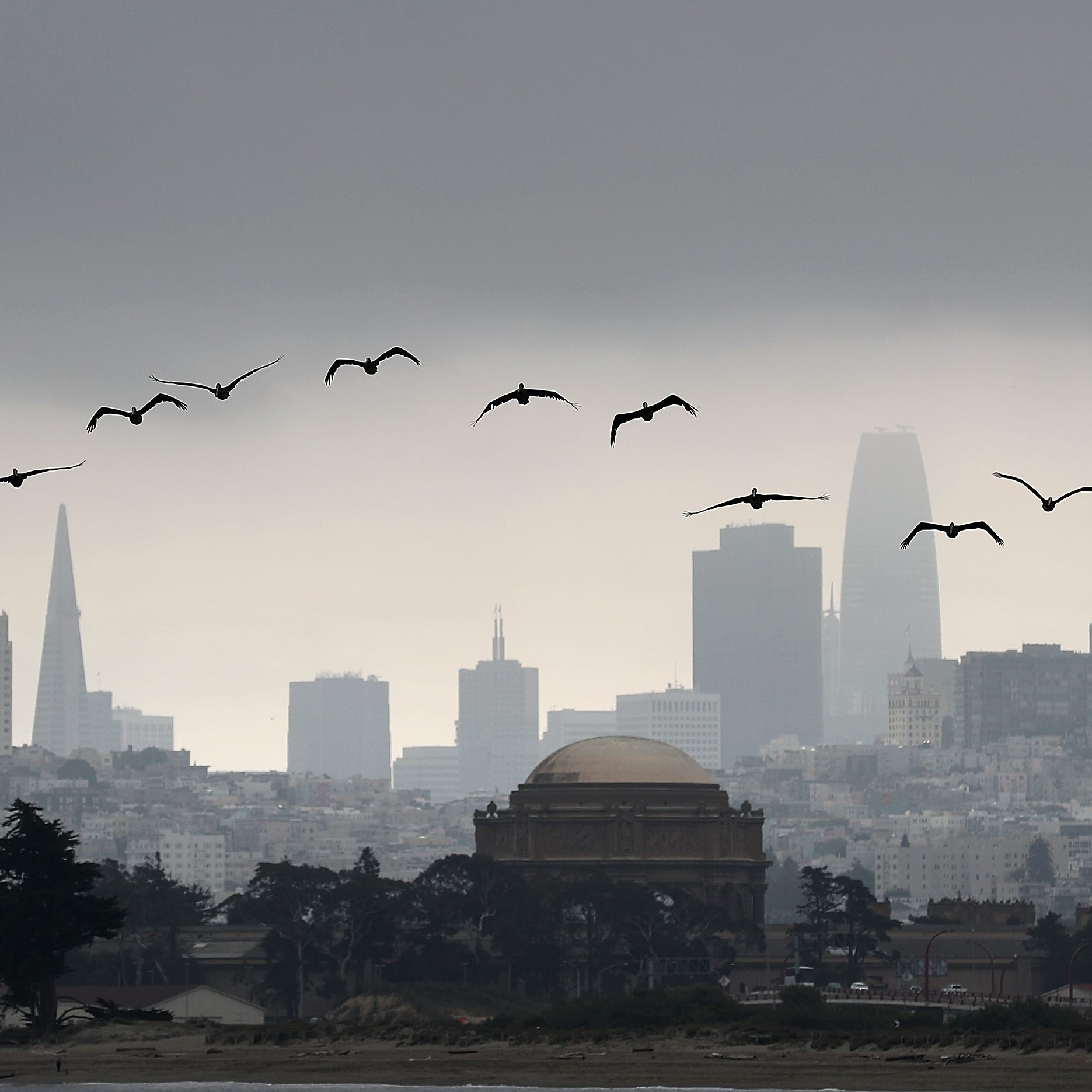 Brown pelicans fly in front of the San Francisco skyline on August 17, 2018 in San Francisco, California.