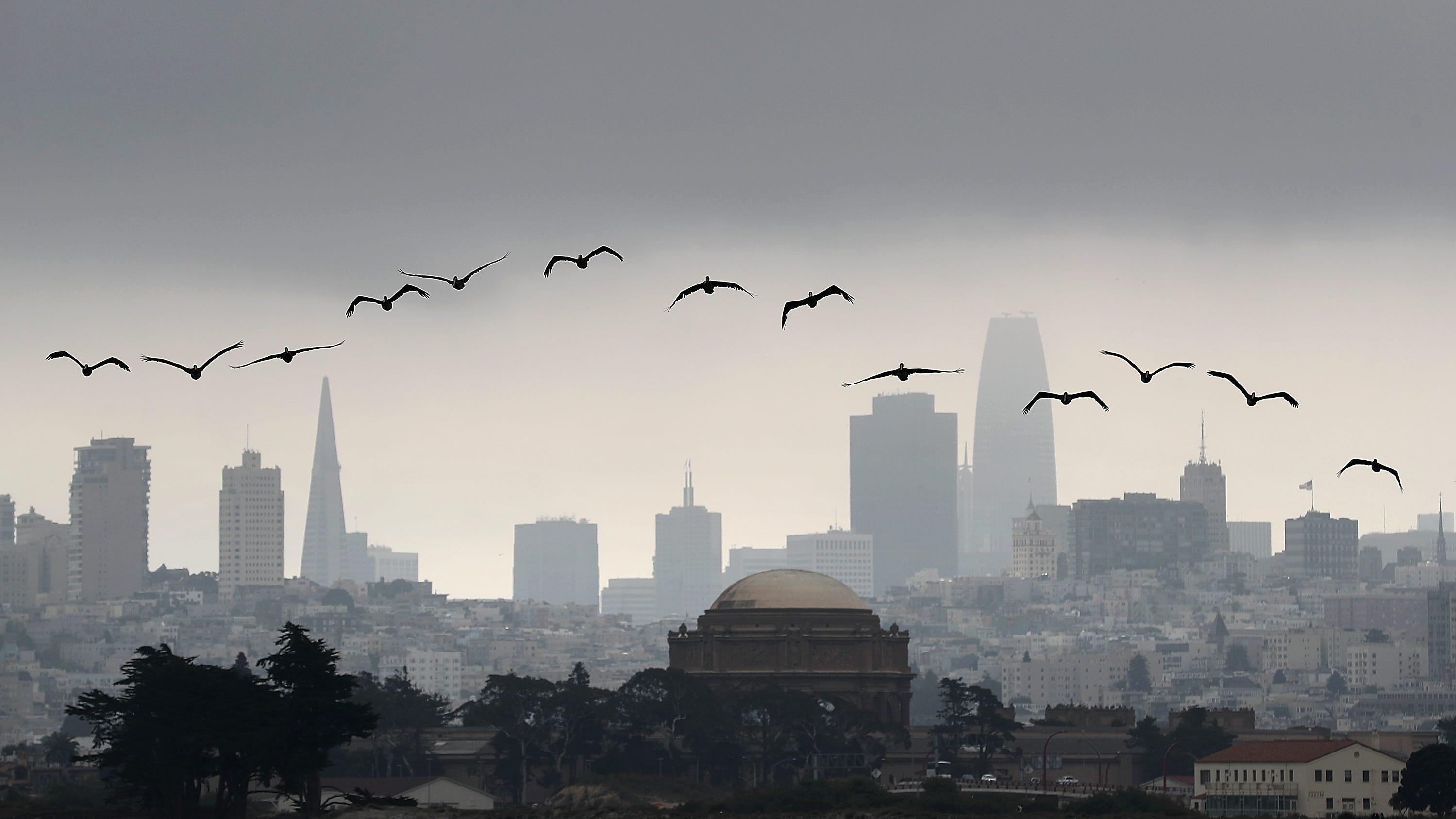 Brown pelicans fly in front of the San Francisco skyline on August 17, 2018 in San Francisco, California.