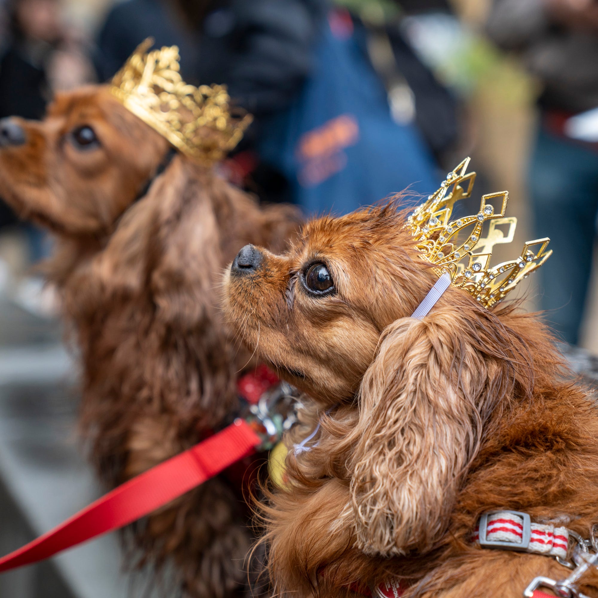 Buddy and Coco, two Cavalier King Charles Spaniels, join in a parade in Chelsea to honor the coronation of King Charles III in London on May 6, 2023. The May 6 event marks the first time in 70 years that Britain has crowned a new monarch. The last coronation took place for the late Queen Elizabeth II on June 2, 1953.