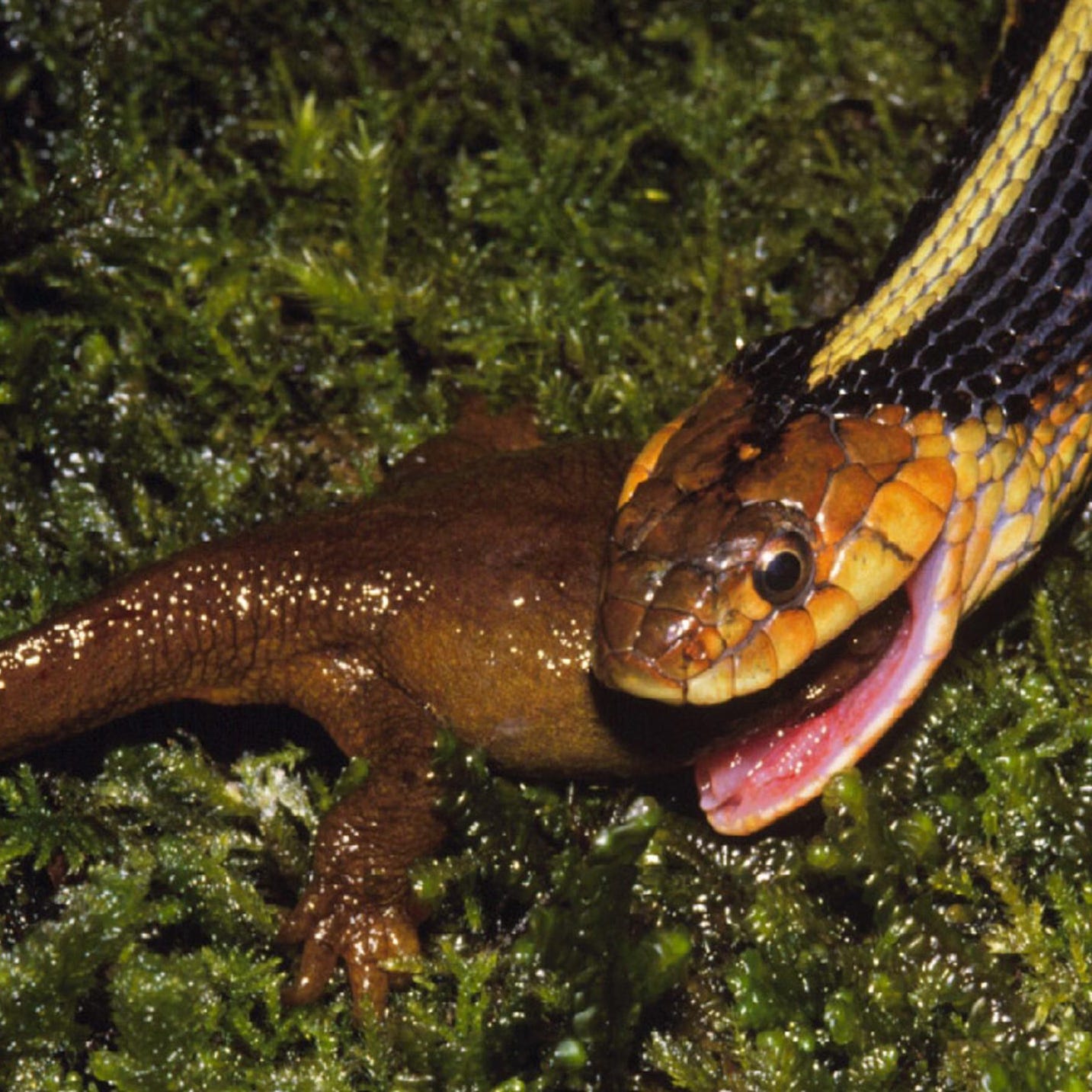 Some garter snakes, pictured, (Thamnophis sirtalis) have evolved the ability to eat super-toxic newts (Taricha granulosa) in the Pacific Northwest  --- DATE TAKEN: Unavailable  By Edmund Brodie III  NoCredit , Source: David Brecker 8128569035       HO      - handout   ORG XMIT: ZX33617