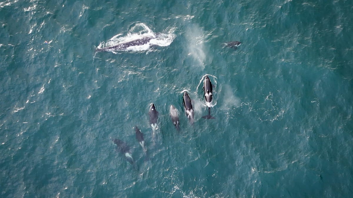 Drone-captured photos of a killer whale predation event on May 8 ...