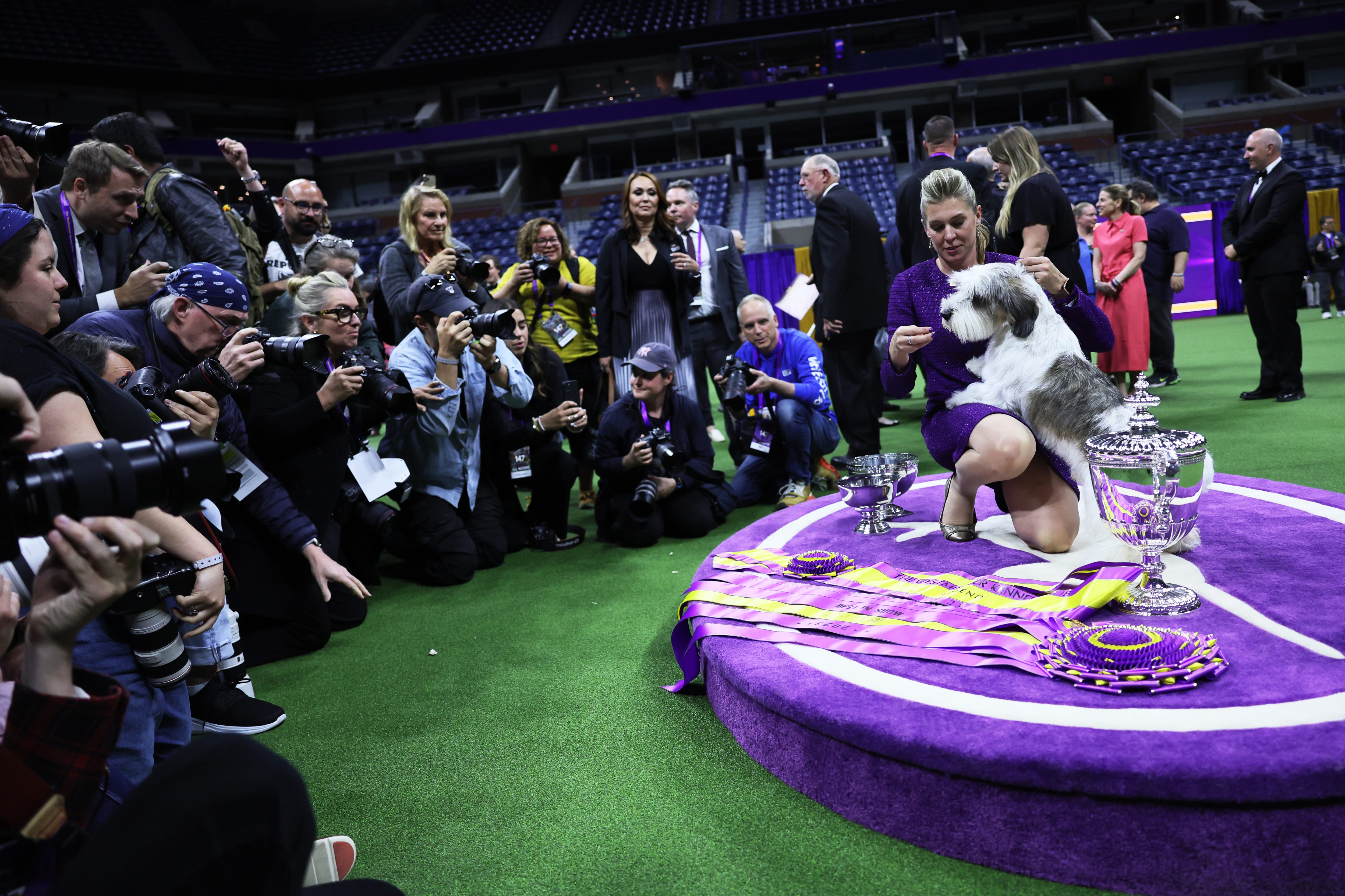 Meet Buddy Holly, Westminster Dog Show winner for 'Best in Show'