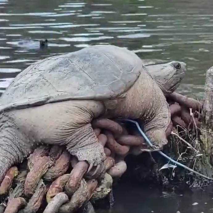 A massive snapping turtle dubbed "Chonkasaurus" spotted by passerbys sunbathing on rocks in the Chicago River is gaining internet popularity.