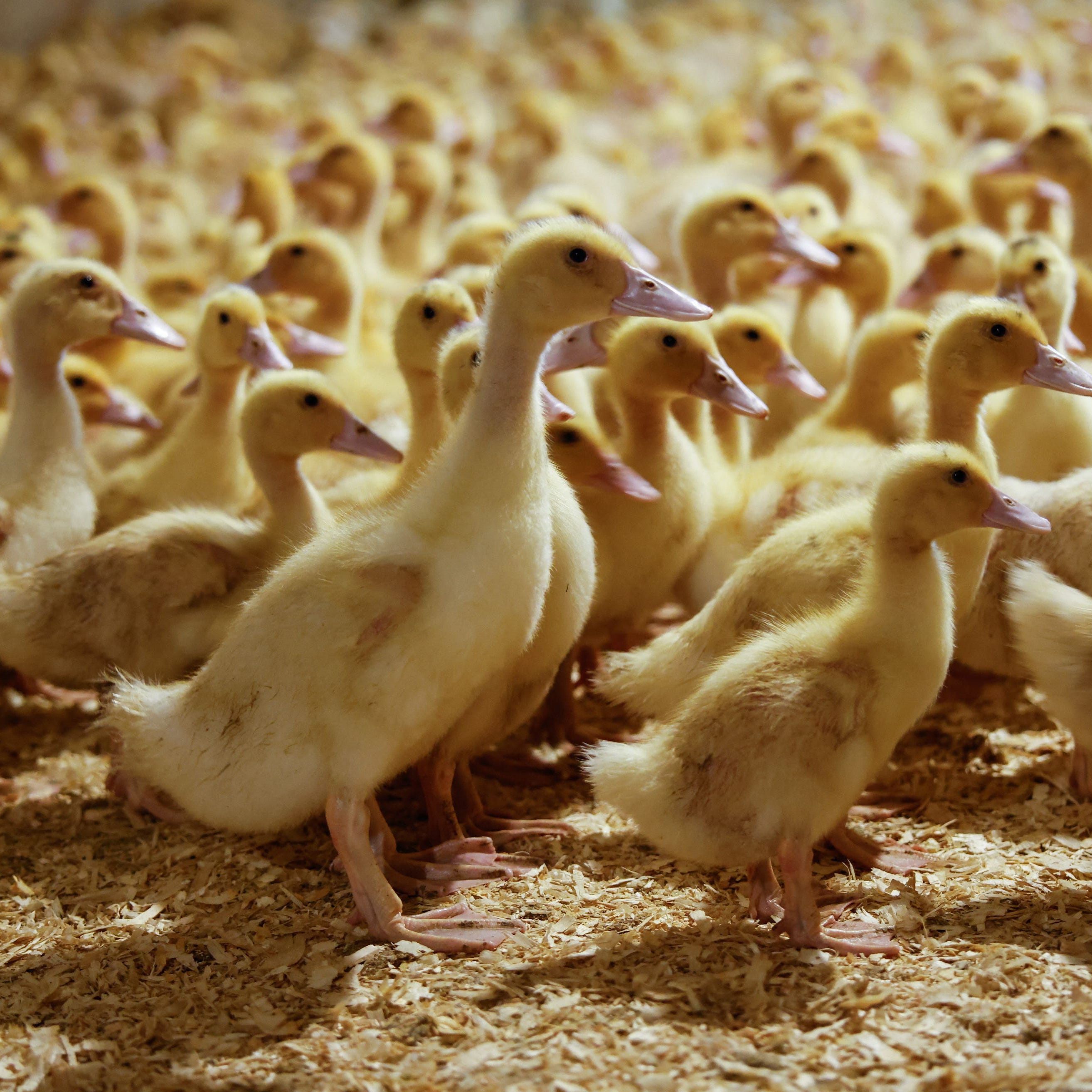 Ducklings are pictured at Hudson Valley Foie Gras, in Ferndale, New York,on March 3, 2023.