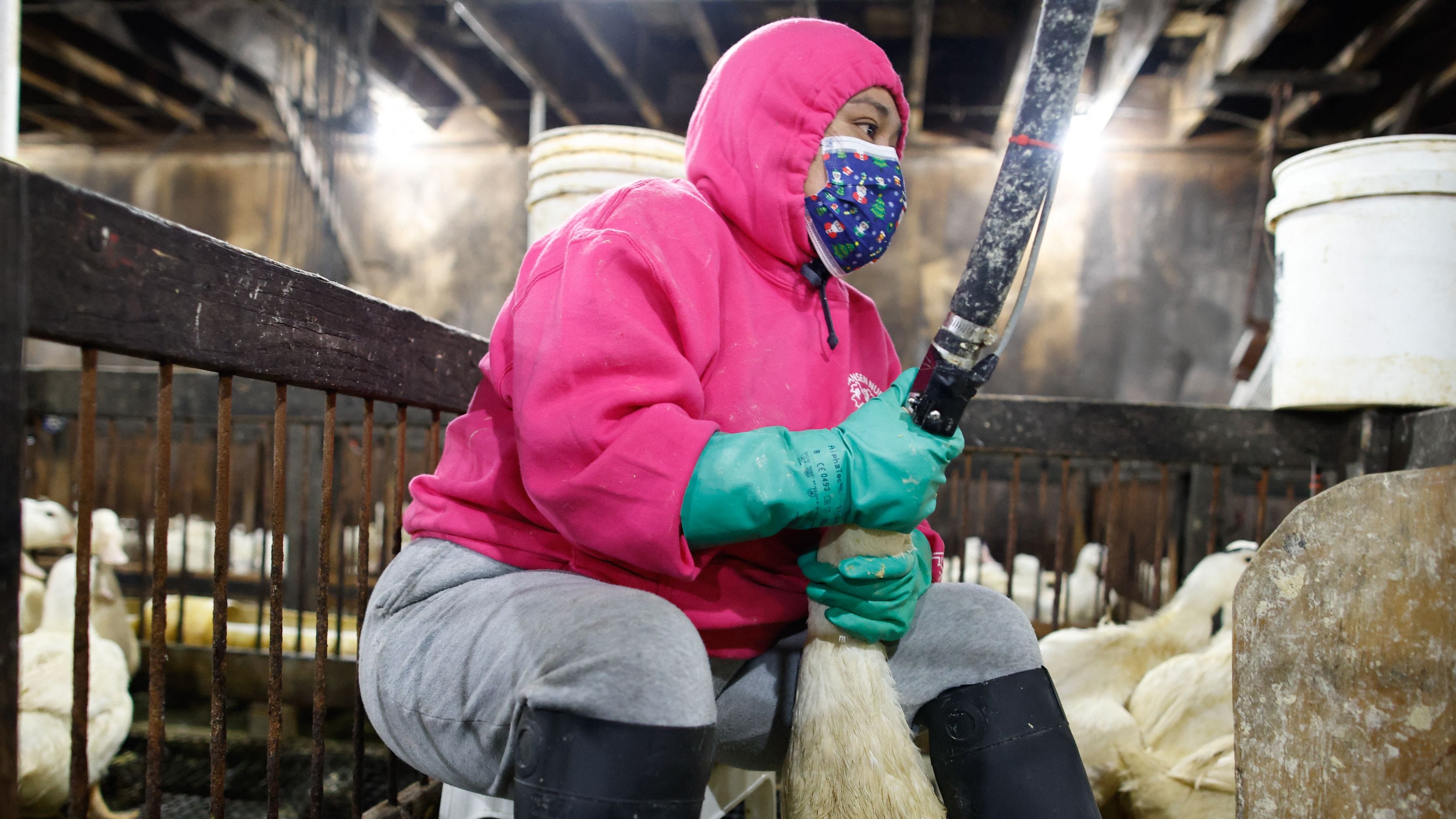 An employee feeds ducks at Hudson Valley Foie Gras in Ferndale, New York, on March 3, 2023.