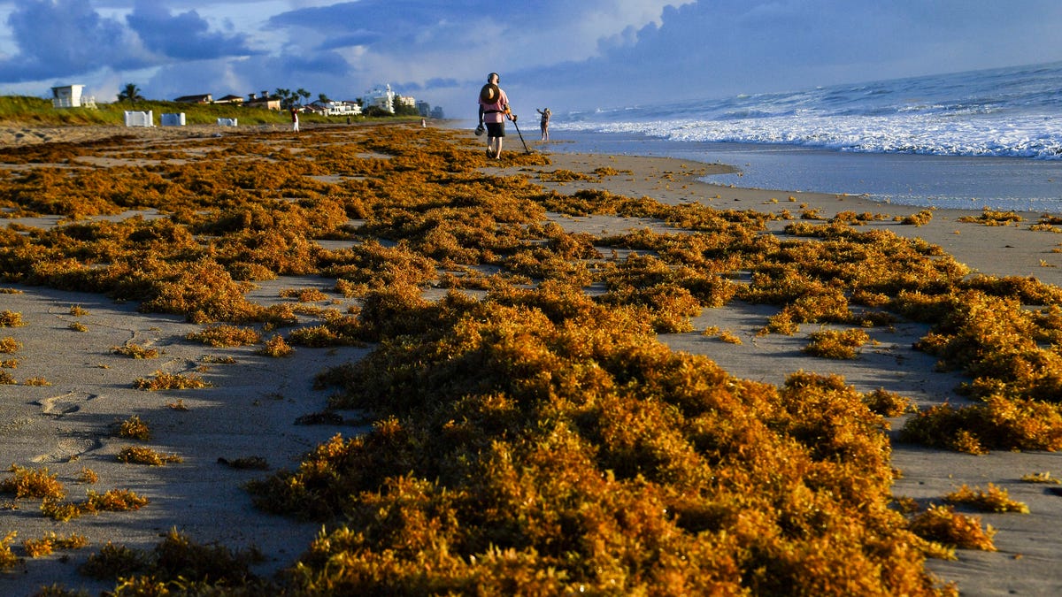 Florida seaweed season 2023 What the sargassum looks like this summer