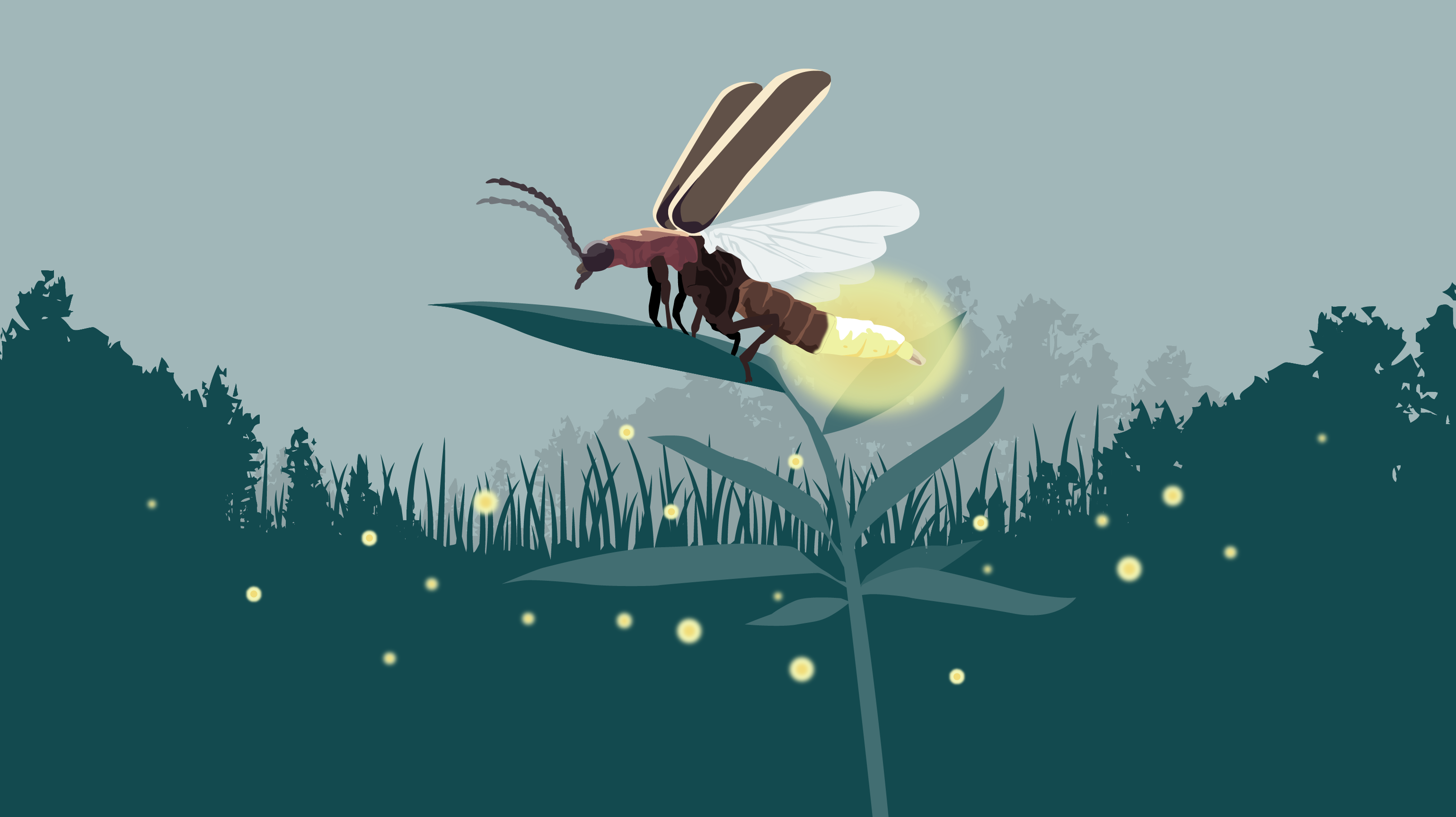 firefly insect flying