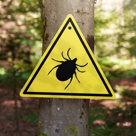 Deer ticks live in shady moist areas and can be found throughout New York State