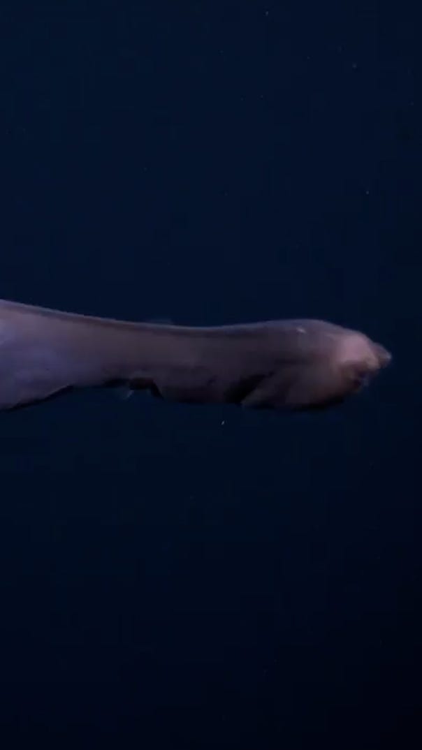 Rare deep-sea gulper eel swims with a full belly