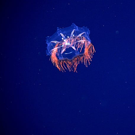 An unidentified jellyfish near  Hawaii, East North Gardner.  