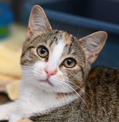 Two cats are the featured pets available for adoption in Lane County this week