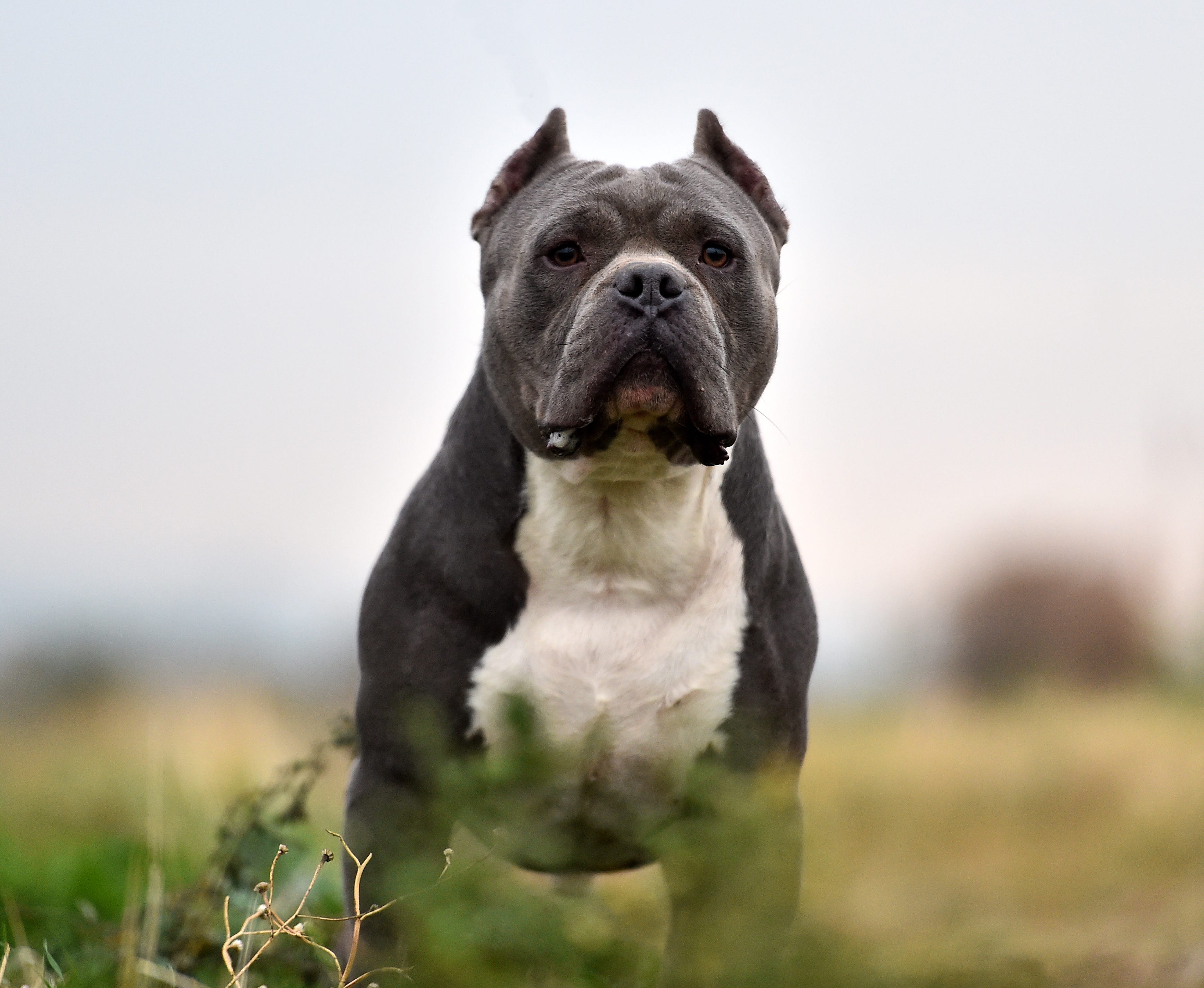 A New Ban In The UK Could Take Dogs From Their Owners   558dc570 179b 42b7 82b2 4cf2e23e0d5b GettyImages 1219025160 